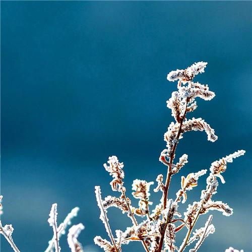 唯美霜雪风景头像图片 太美了