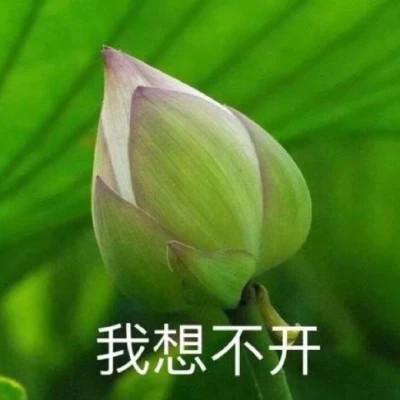 2023荷花微信头像图片精选