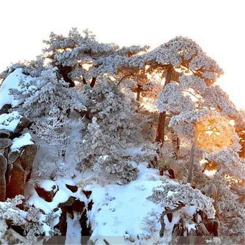 银装素裹黄山雪景风景头像图片 如仙似幻