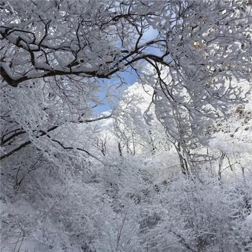 银装素裹黄山雪景风景头像图片 如仙似幻