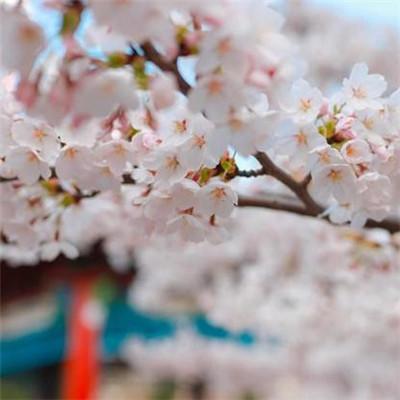 微信头像漂亮花朵图片 高清漂亮好看的花朵头像