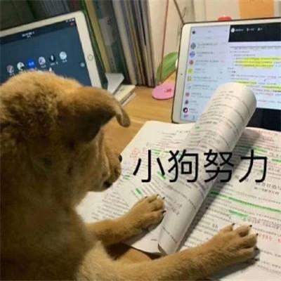 学习专用表情包图片头像