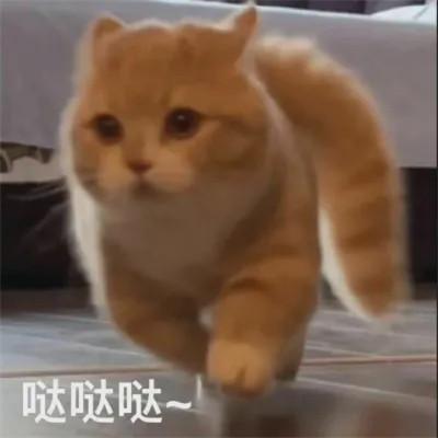 头像表情包图片可爱的高清