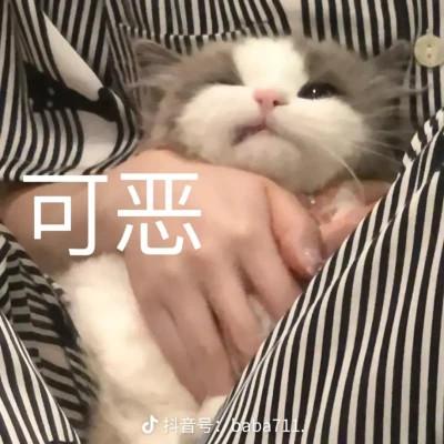 头像表情包图片可爱的高清
