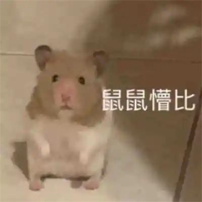 头像表情包图片可爱的高清