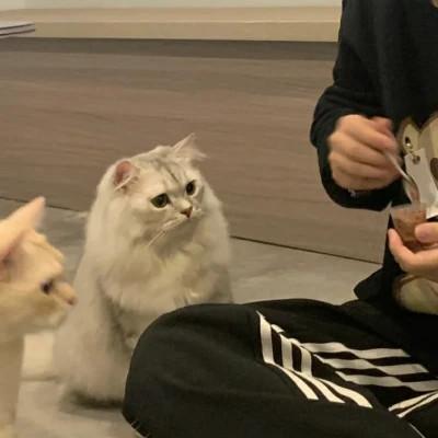女朋友是宠物的情头