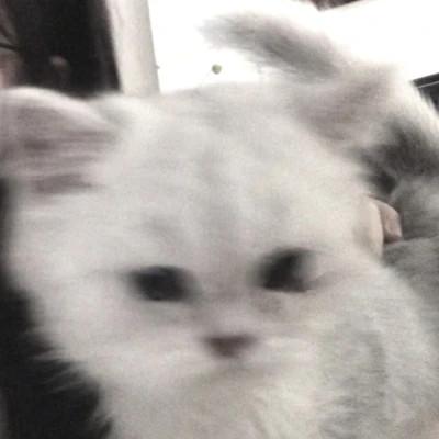 情侣头像宠物和主人