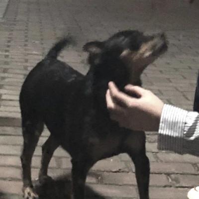情侣头像宠物和主人