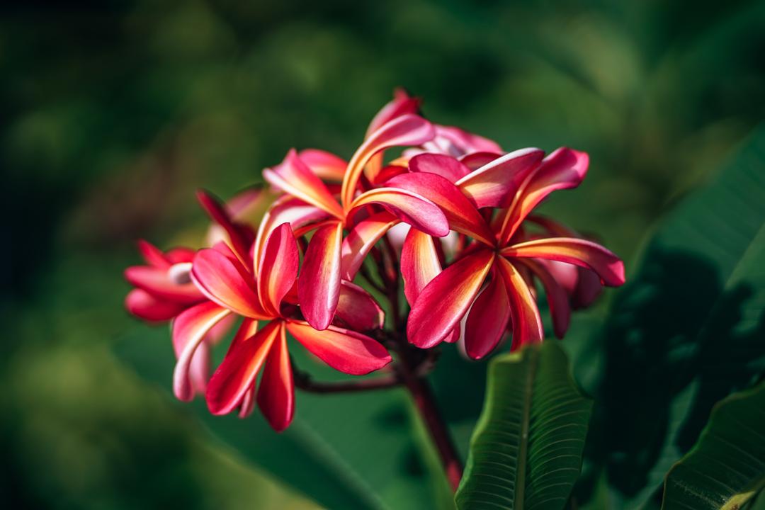 百合花图片大全大图 鲜花