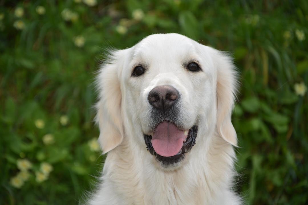 拉布拉多寻回犬幼犬图片