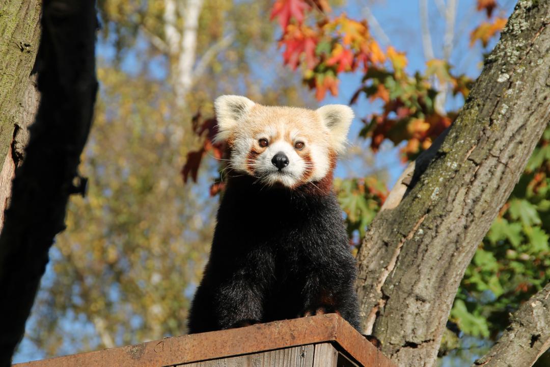 小熊猫图片可爱 小熊猫图片大全大图