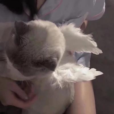 女生抱猫头像高清图片