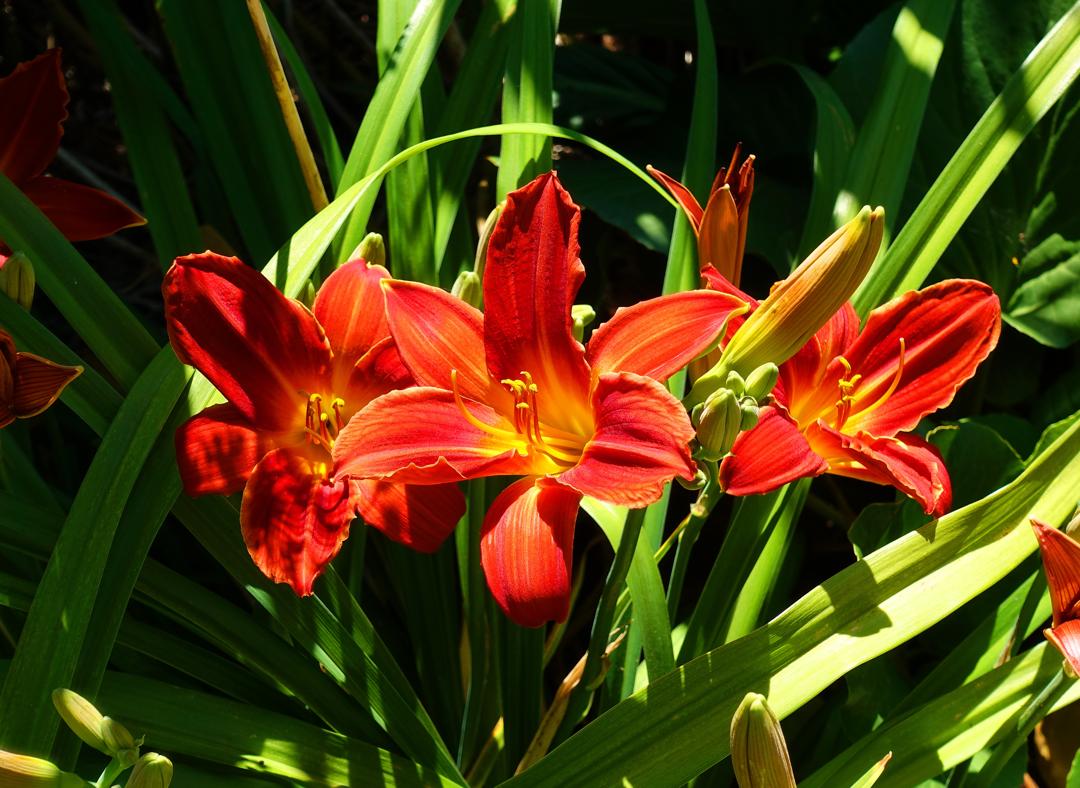 百合花图片大全大图 鲜花