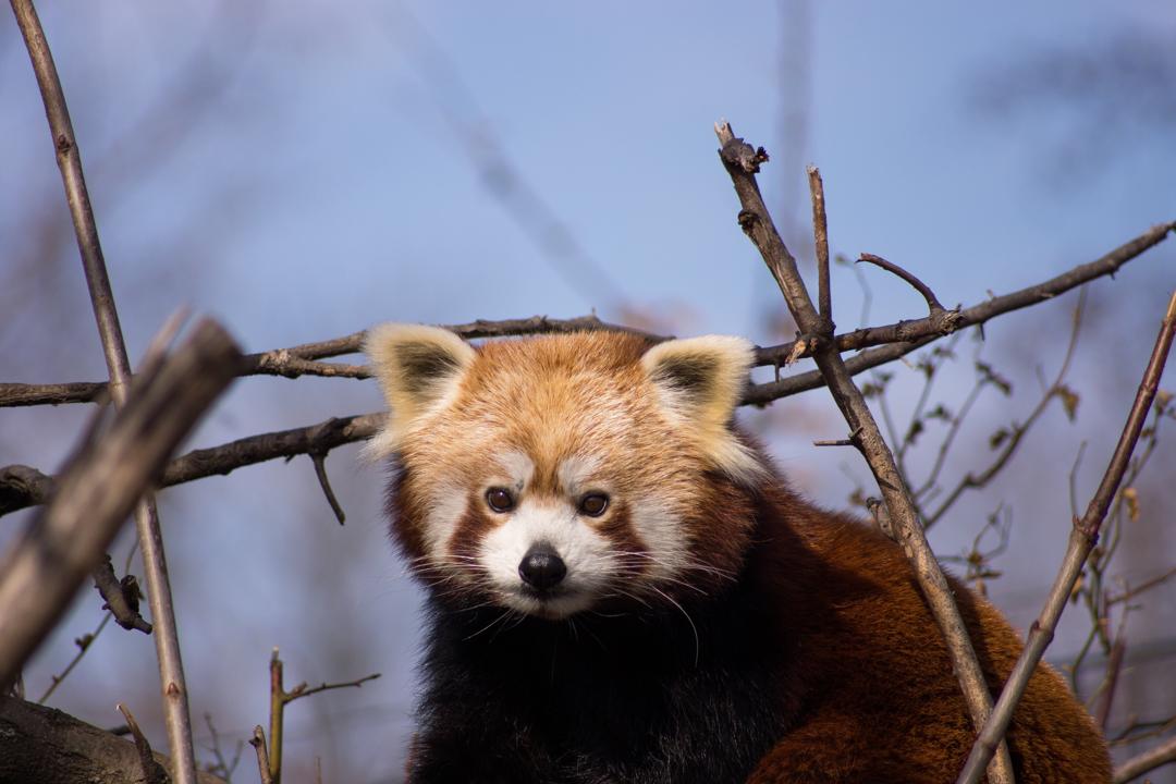 小熊猫图片可爱 小熊猫图片大全大图