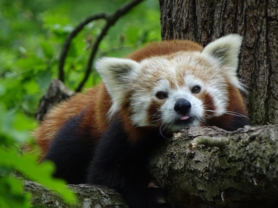 小熊猫图片可爱 小熊猫图片大全大图