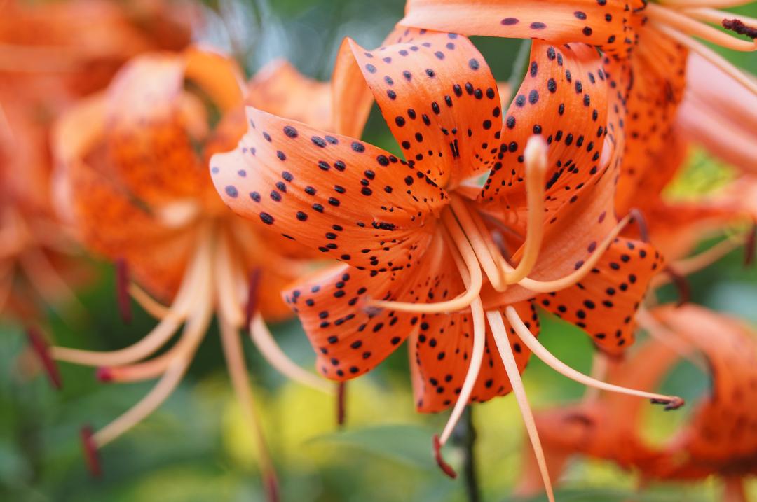 百合花图片大全大图 鲜花