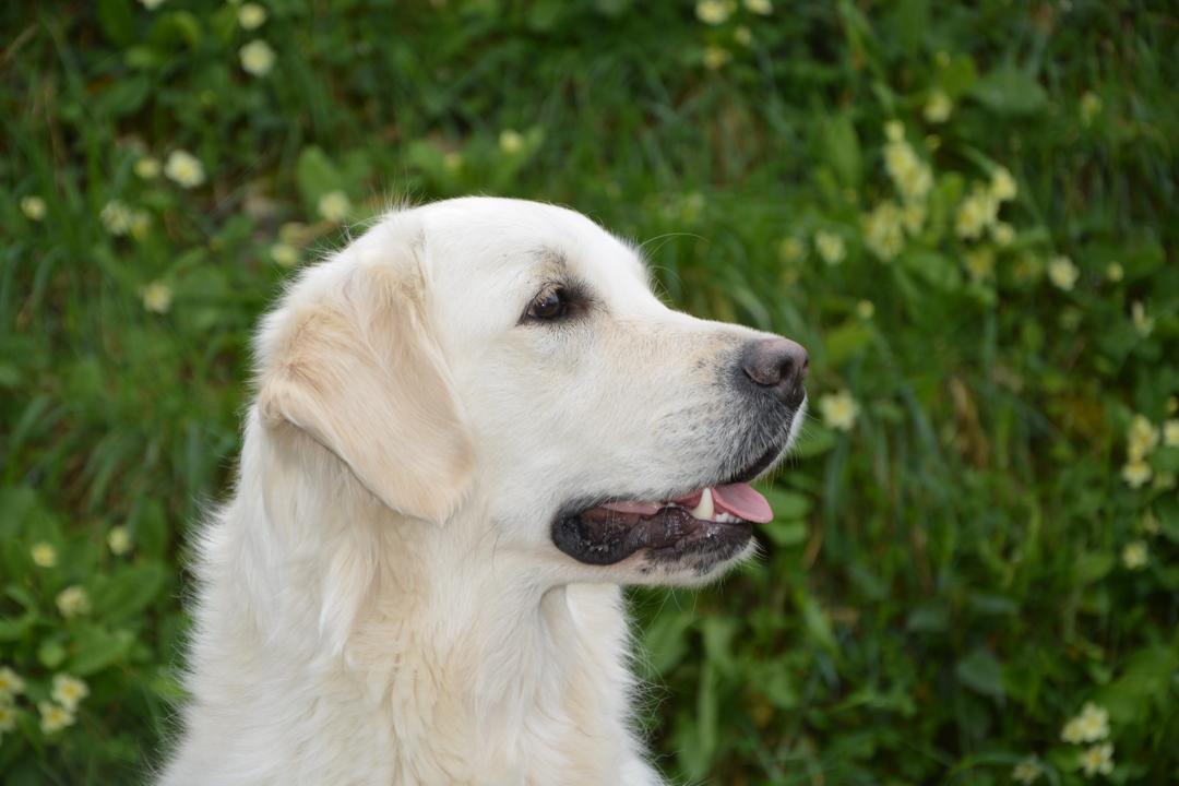 拉布拉多寻回犬幼犬图片