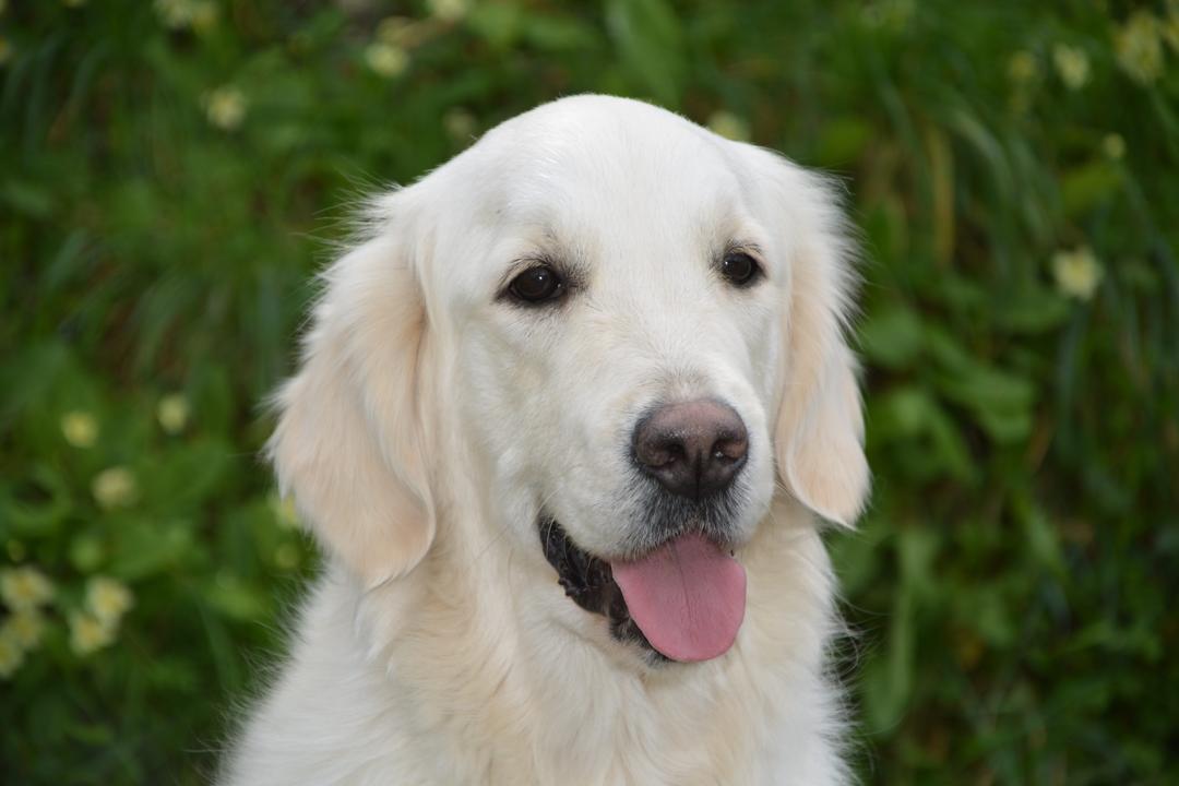 拉布拉多寻回犬幼犬图片