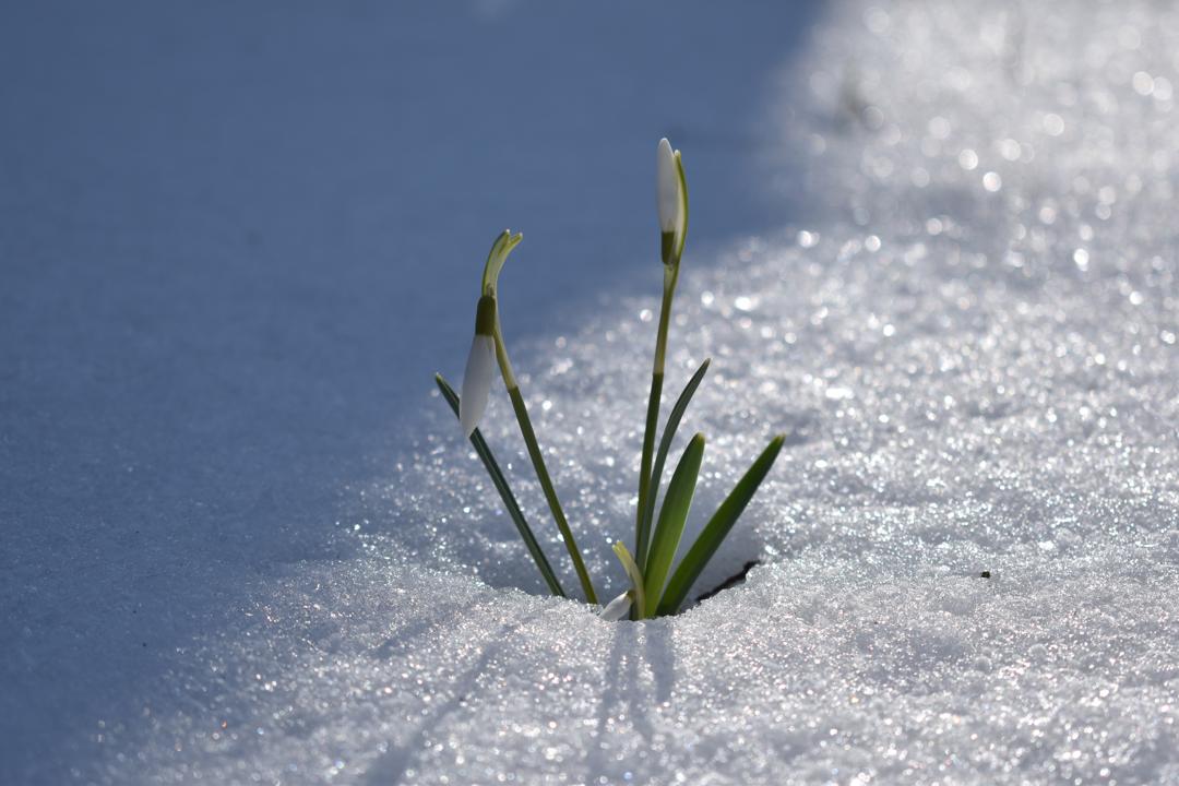 雪花莲图片精美图片