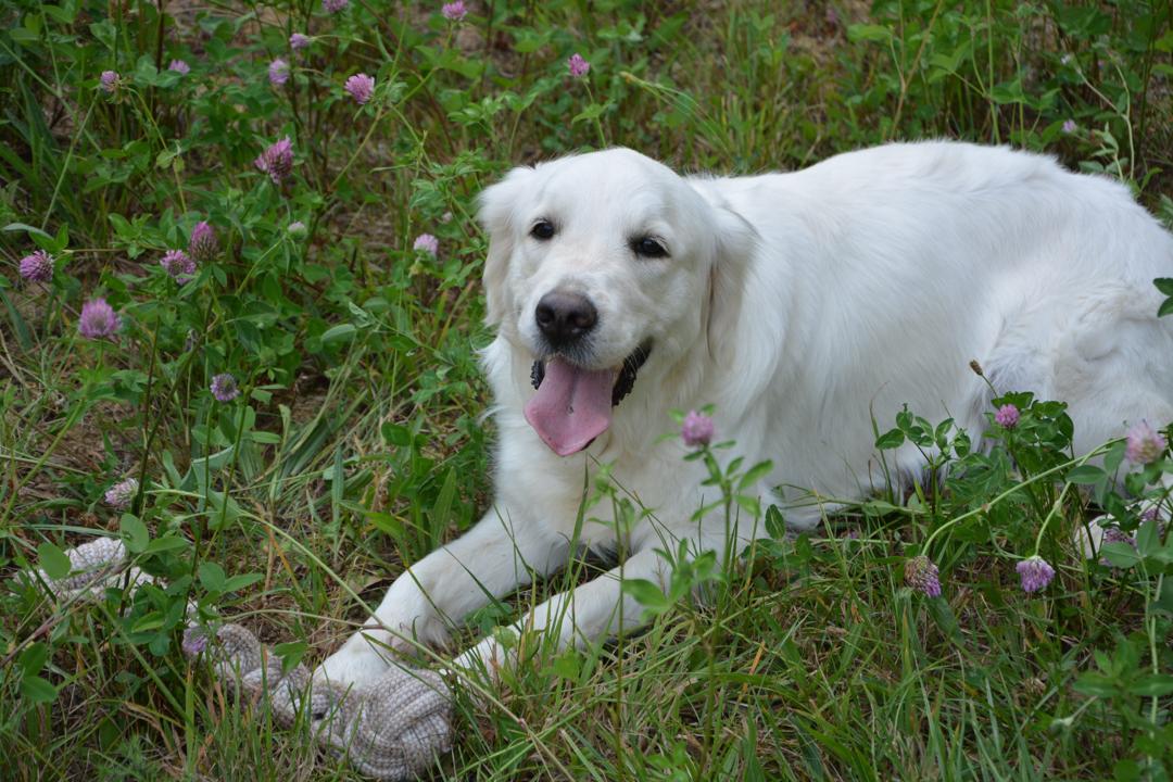 拉布拉多寻回犬幼犬图片