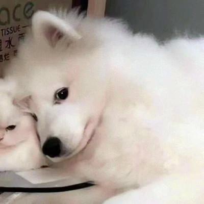 小动物可爱qq情侣头像 高清好看的情侣动物头像超萌一对