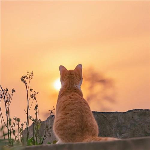 清新治愈适合微信头像的猫咪图片精选