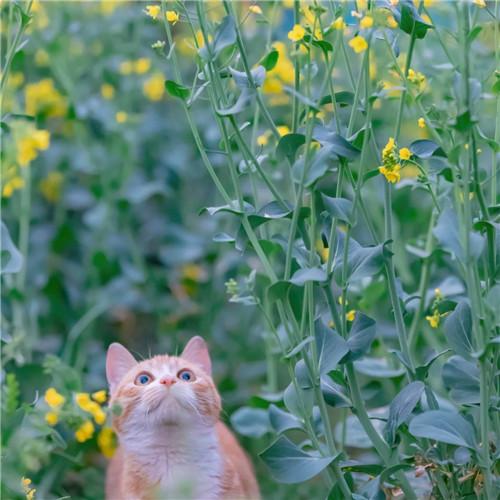 清新治愈适合微信头像的猫咪图片精选