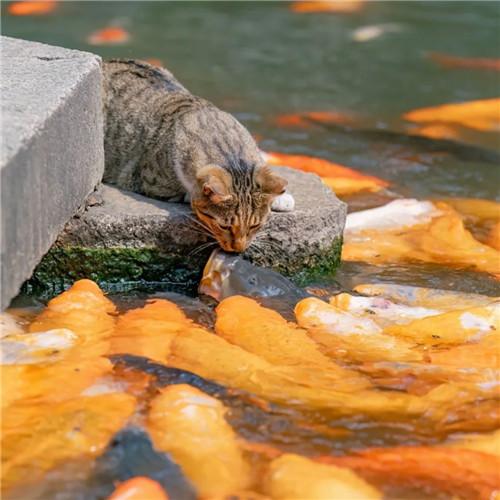 清新高级小众猫咪头像图片精选，超美猫咪头像！