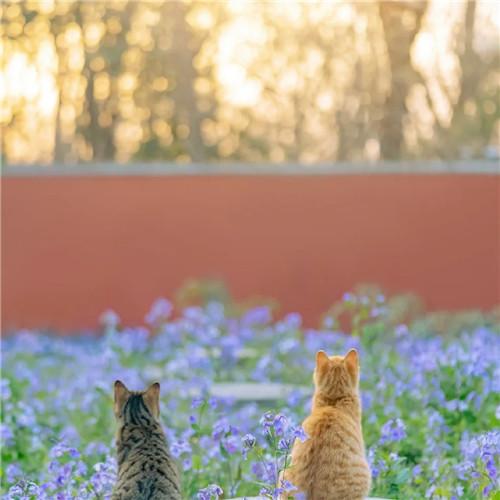 清新治愈适合微信头像的猫咪图片精选