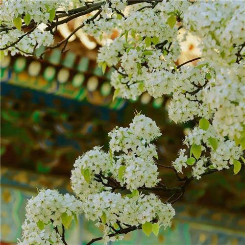 素雅清新花朵头像 花的头像 风景 清新 淡雅