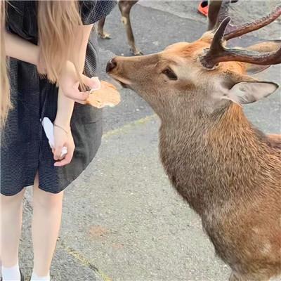 女生跟宠物的那种情头 暖心有爱一人一动物的情侣头像真人