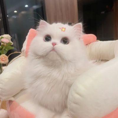 可爱白色猫猫头像,高清纯白色的猫猫头像图片