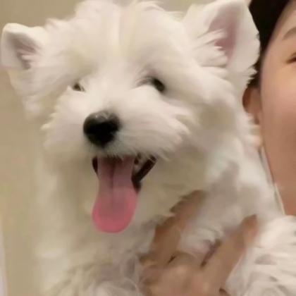 对象不是人情侣头像真人高级图片 女生版猫狗系列