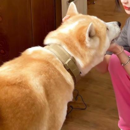 对象是狗系列情头真人 高清有爱女孩和狗情头一左一右图片