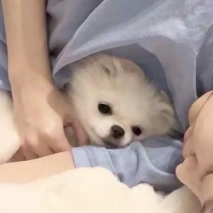 对象是狗系列情头真人 高清有爱女孩和狗情头一左一右图片