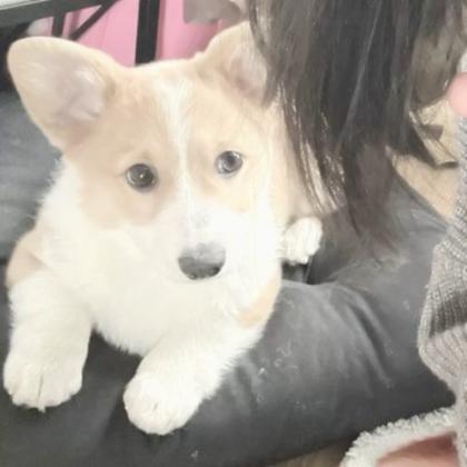 对象是狗系列情头真人 高清有爱女孩和狗情头一左一右图片