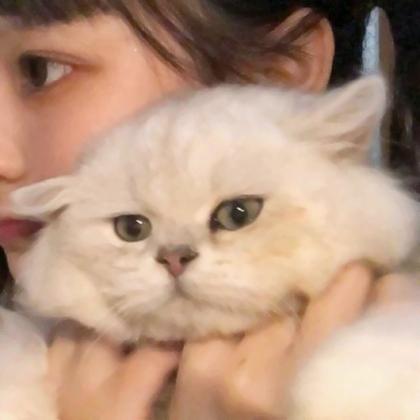 男朋友是猫系列情头 也可以是情头女朋友是猫系列图片