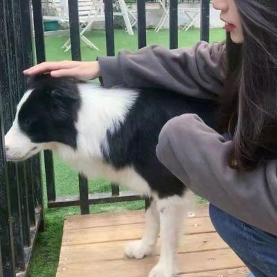 情侣头像没有地位狗人,高清透露出家庭地位的情侣头像图片
