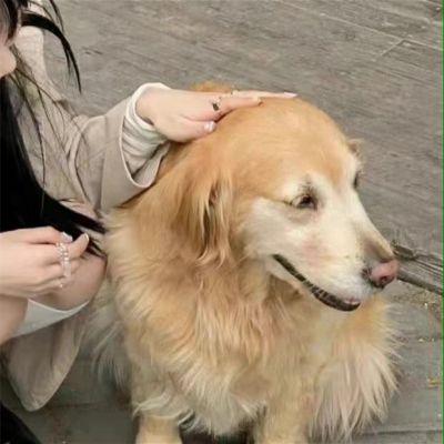 情侣头像没有地位狗人,高清透露出家庭地位的情侣头像图片