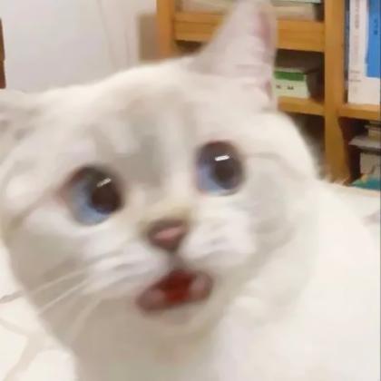 猫咪丧头像 高清可爱猫咪的伤心头像图片