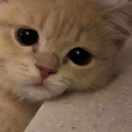 猫咪丧头像 高清可爱猫咪的伤心头像图片