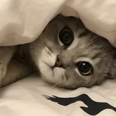 猫咪丧头像 高清可爱猫咪的伤心头像图片