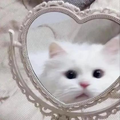 猫咪丧头像 高清可爱猫咪的伤心头像图片