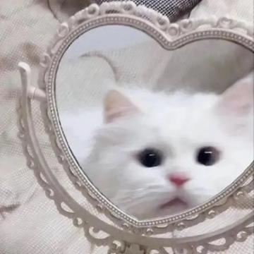 猫咪丧头像 高清可爱猫咪的伤心头像图片