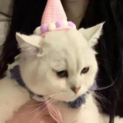 对象是猫系列的情头,高清可爱对象不是人猫系列情头图片