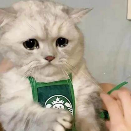 猫咪丧头像 高清可爱猫咪的伤心头像图片