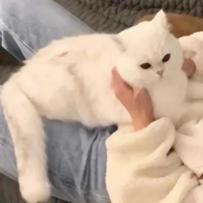 对象是猫系列的情头,高清可爱对象不是人猫系列情头图片