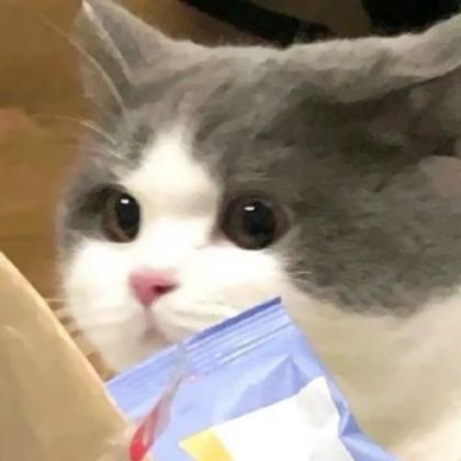 猫咪丧头像 高清可爱猫咪的伤心头像图片