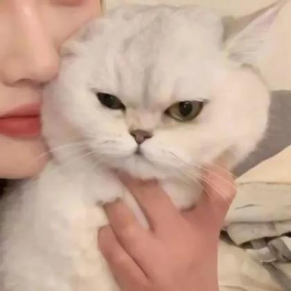 对象是猫系列的情头,高清可爱对象不是人猫系列情头图片