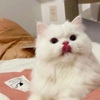 可爱呆萌情头一左一右搞怪图片